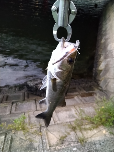 セイゴ（マルスズキ）の釣果