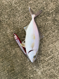 ショゴの釣果