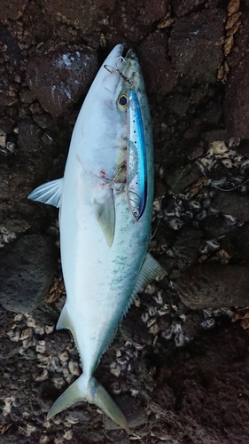 ブリの釣果