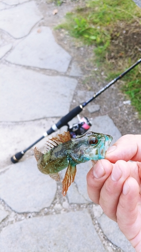 アナハゼの釣果