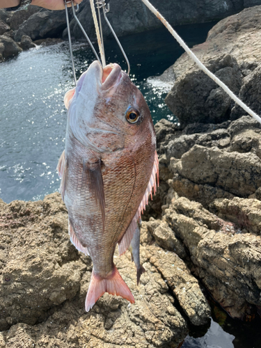 マダイの釣果