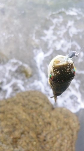 クサフグの釣果