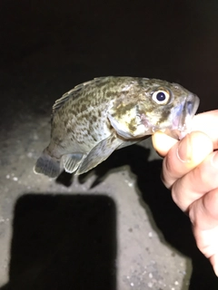 クロソイの釣果