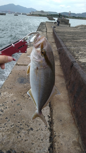 シオの釣果