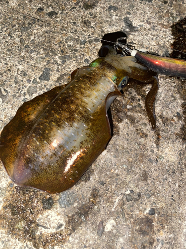 アオリイカの釣果