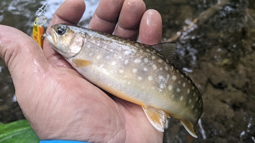 エゾイワナの釣果