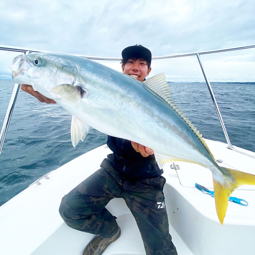 ワラサの釣果