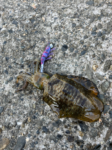 アオリイカの釣果