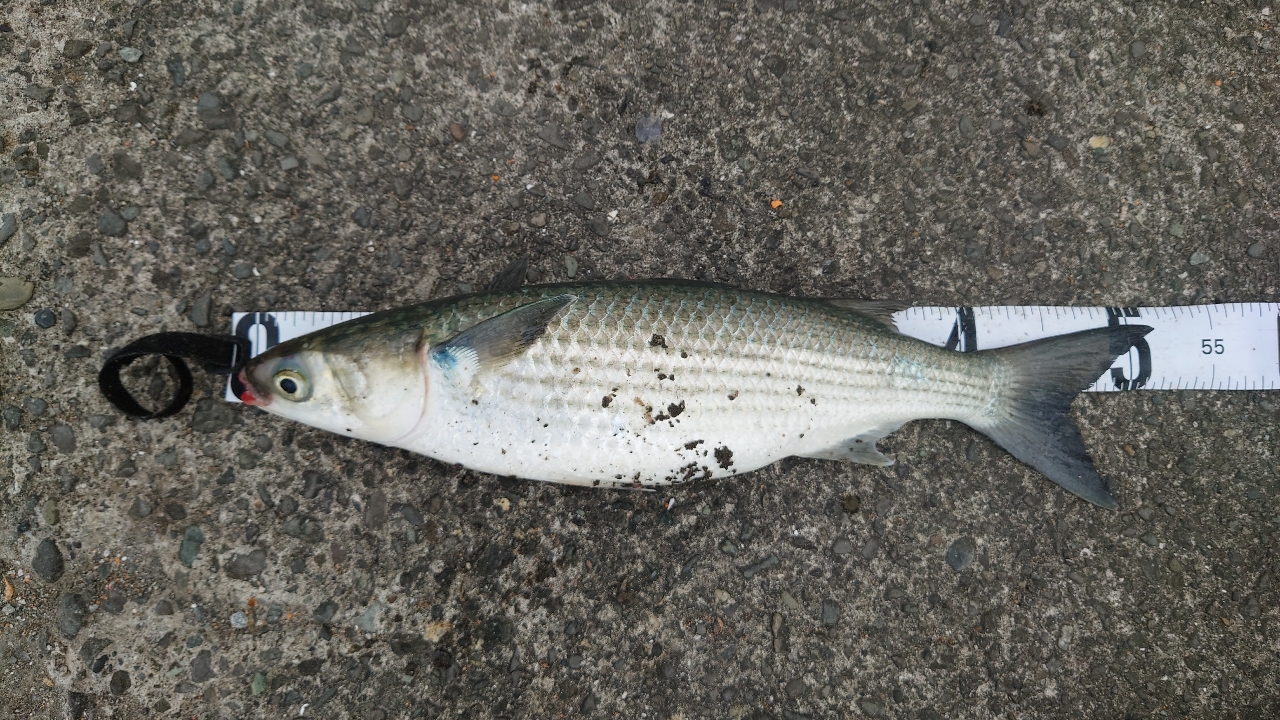 クチブトグレ