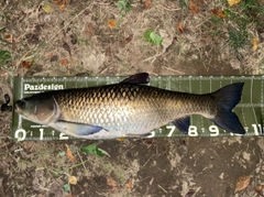 ソウギョの釣果