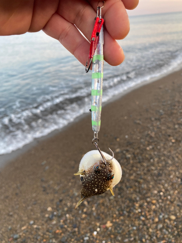 タイの釣果