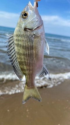 キスの釣果