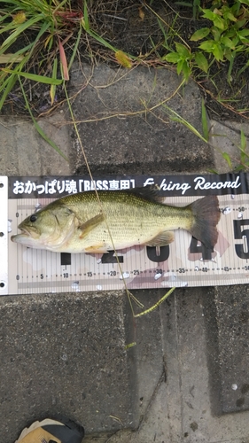 ブラックバスの釣果