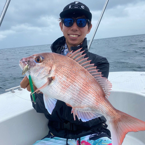 マダイの釣果