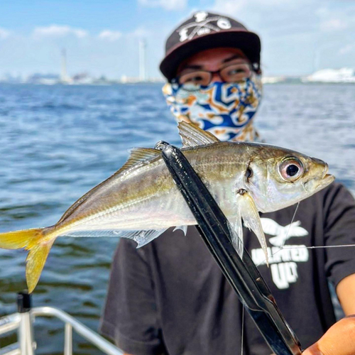 マアジの釣果