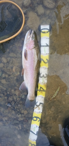 ニジマスの釣果