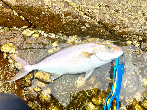 ネリゴの釣果