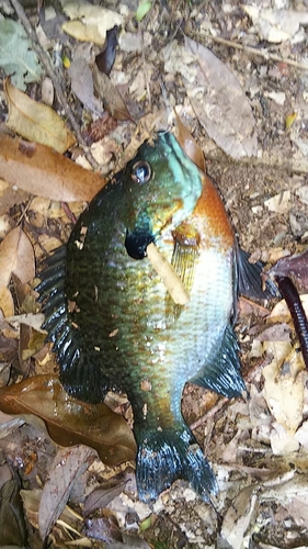 ブラックバスの釣果