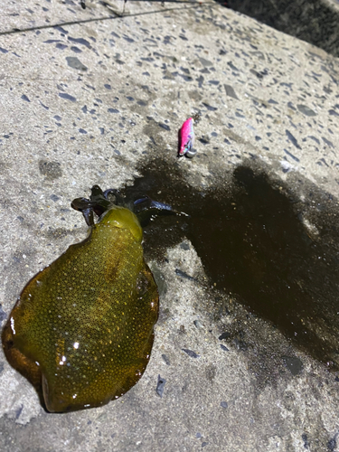 イカの釣果