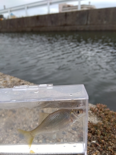 タナゴの釣果