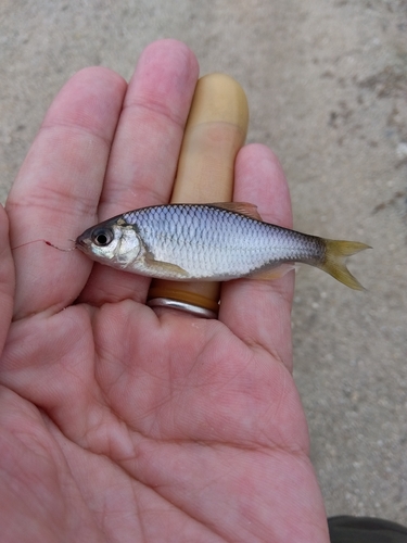 タナゴの釣果