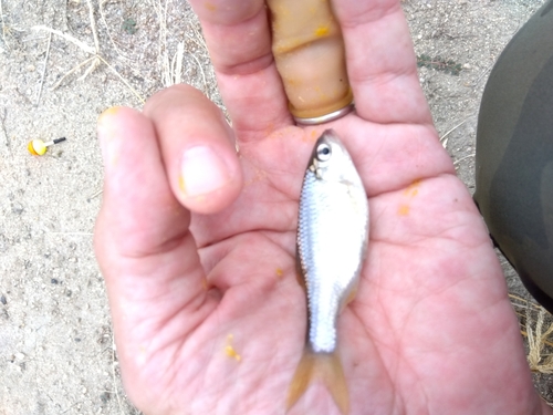 タナゴの釣果