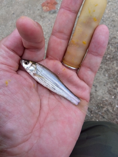 モロコの釣果