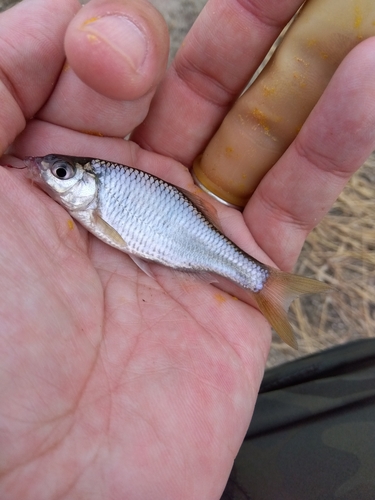 タナゴの釣果