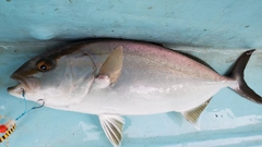 ショゴの釣果