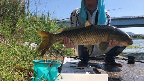 コイの釣果