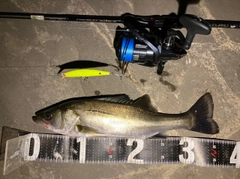 シーバスの釣果