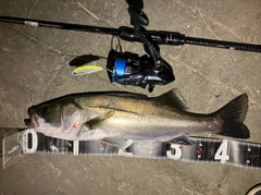 シーバスの釣果