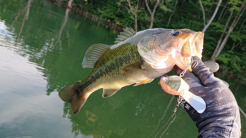 ラージマウスバスの釣果