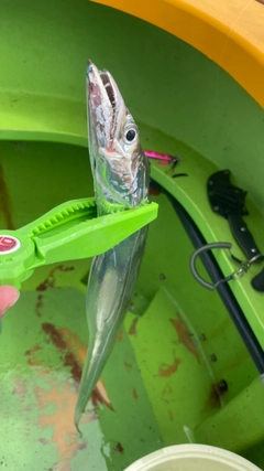 タチウオの釣果