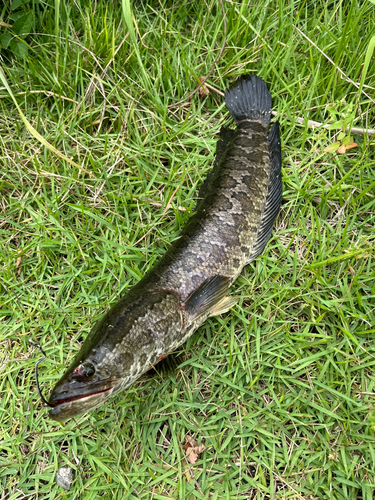 ライギョの釣果