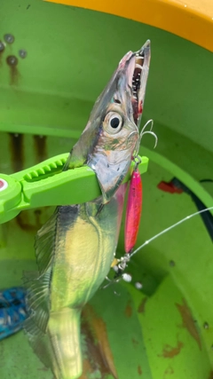 タチウオの釣果