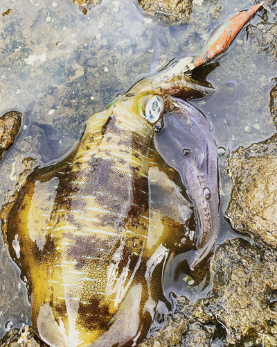 アオリイカの釣果