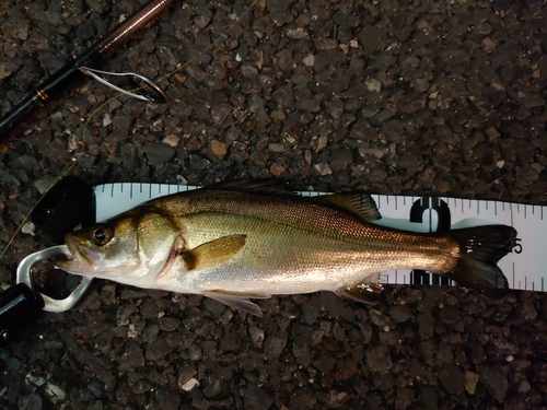 セイゴ（マルスズキ）の釣果