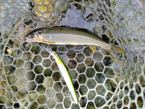 アユの釣果