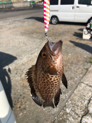 オオモンハタの釣果