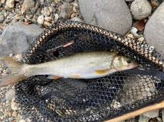 ウグイの釣果