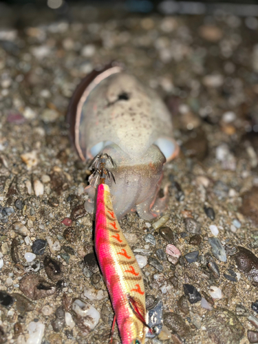 コウイカの釣果