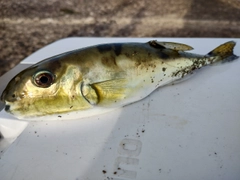 シロサバフグの釣果