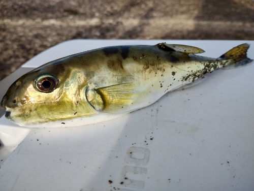 シロサバフグの釣果