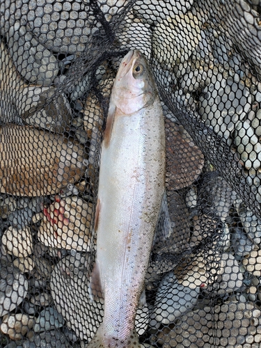 ニジマスの釣果