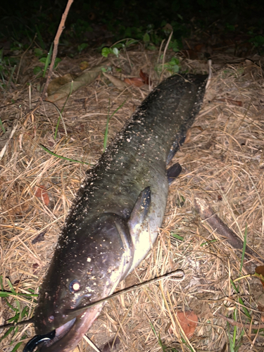 ナマズの釣果