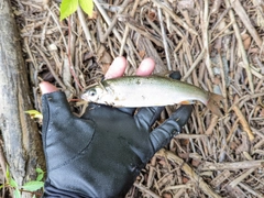 ウグイの釣果