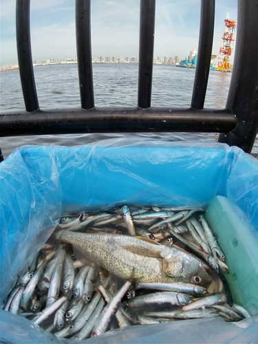 カタクチイワシの釣果