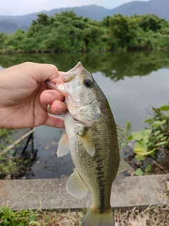 ラージマウスバスの釣果