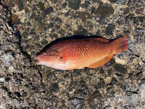 オオモンハタの釣果